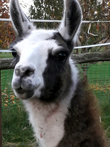 Bild von Dusty (1)