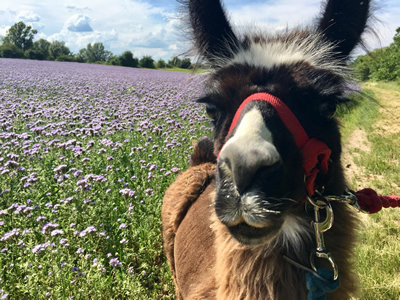 Bild von Knuffi (1)