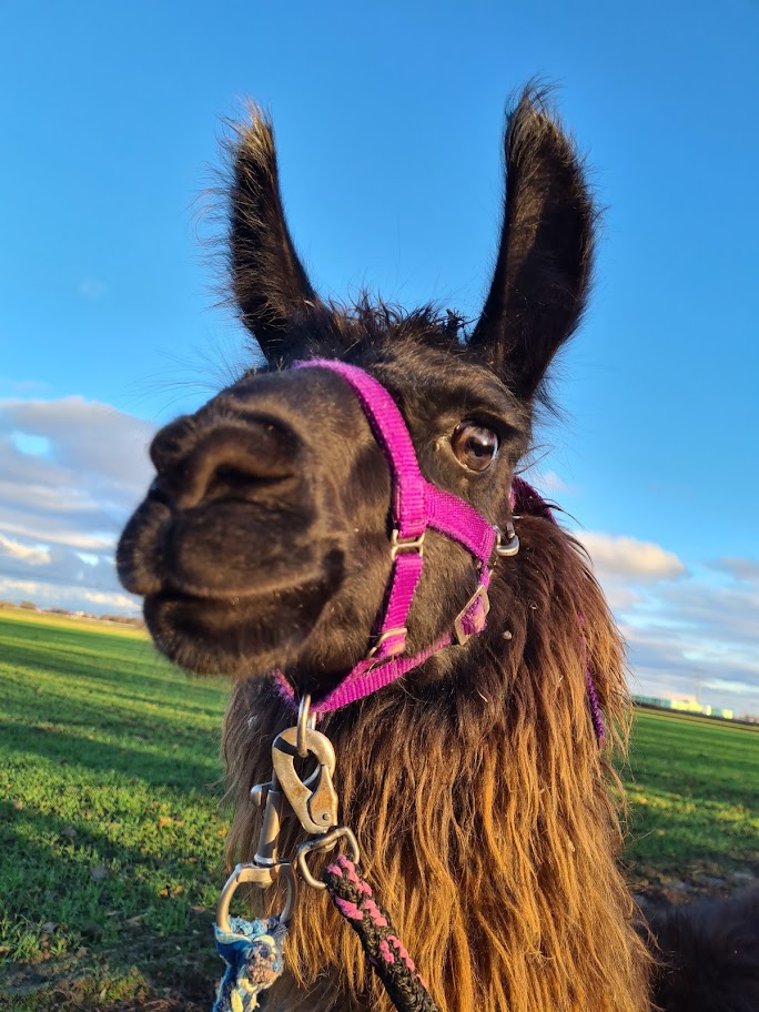 Bild von Shadow (2)